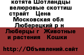 котята Шотландцы велюровые скоттиш-страйт › Цена ­ 5 000 - Московская обл., Люберецкий р-н, Люберцы г. Животные и растения » Кошки   